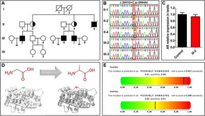 A Gly684Ala substitution in the androgen receptor is the cause for azoospermia in a Chinese family with mild androgen insensitivity syndrome and normal hormone levels